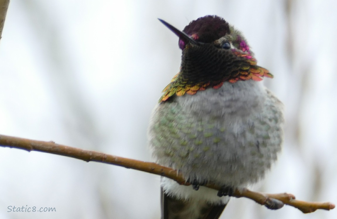 Male Anna Hummingbird standing on a twig, grey sky behind