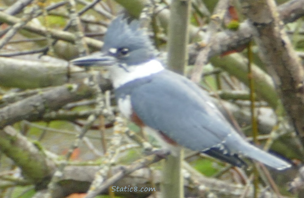 Female Kingfisher standing in a winter bare bush