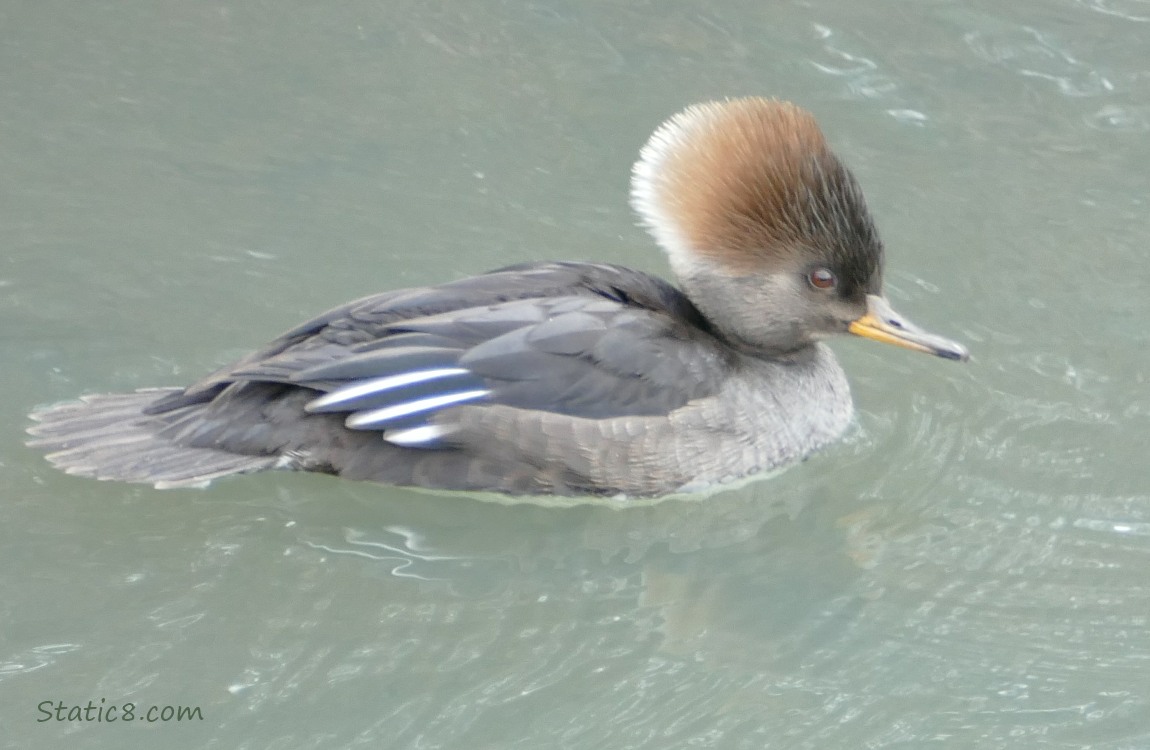 Female Hooded Merganser paddling on the water