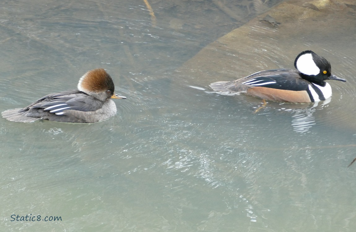 Male and Female Hooded Mergansers, paddling on the water