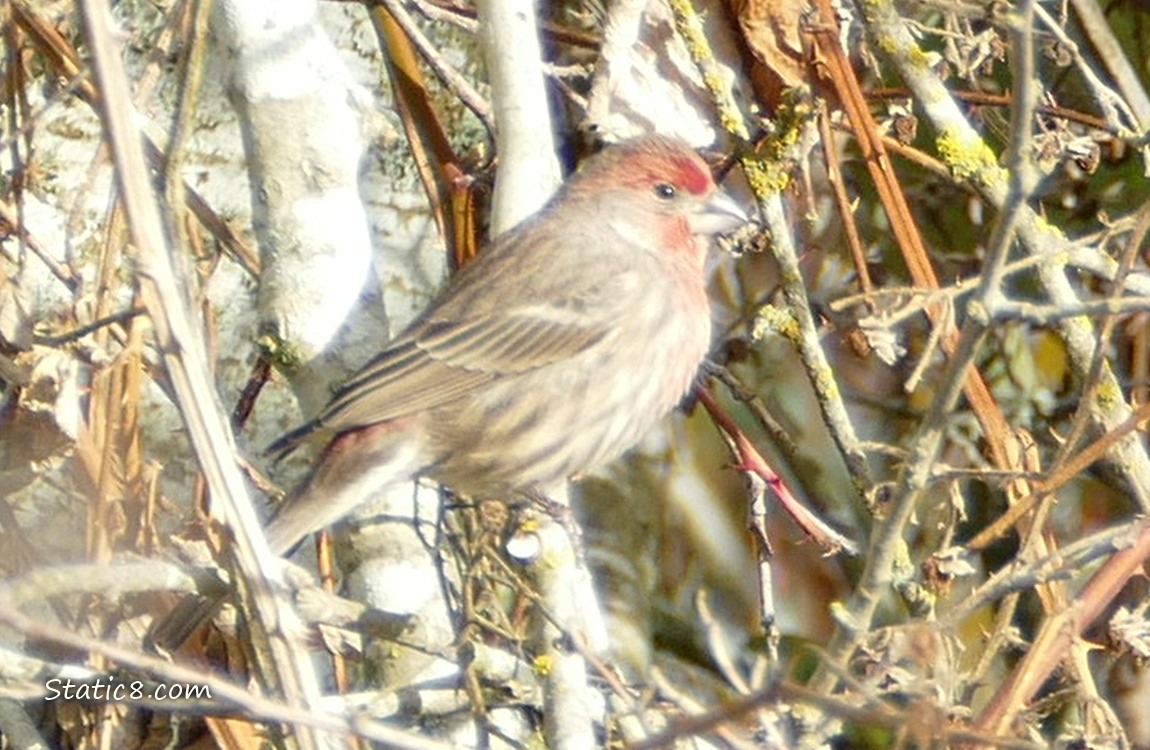 House Finch surrounded by vines