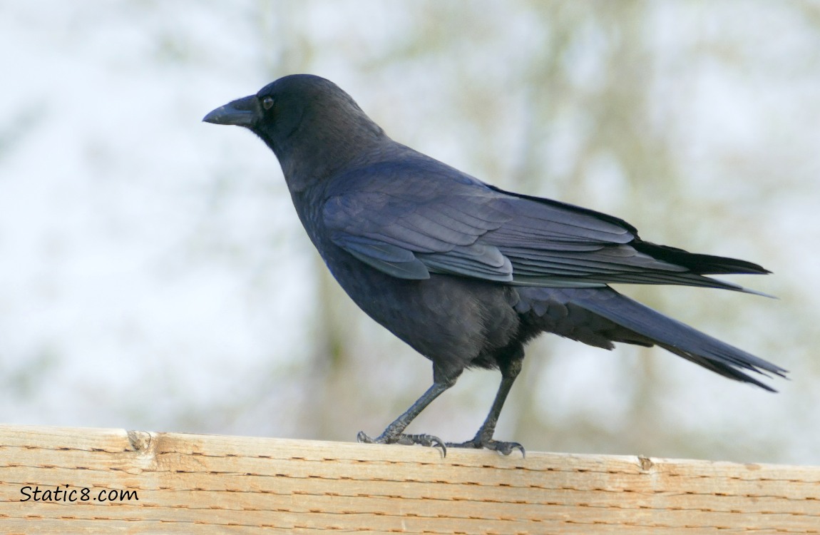 American Crow standing on a wood fence