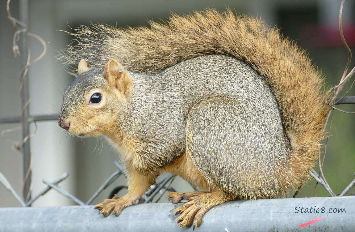 Squirrel standing on a chain link fence