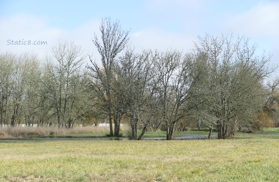 Trees in the grass lands