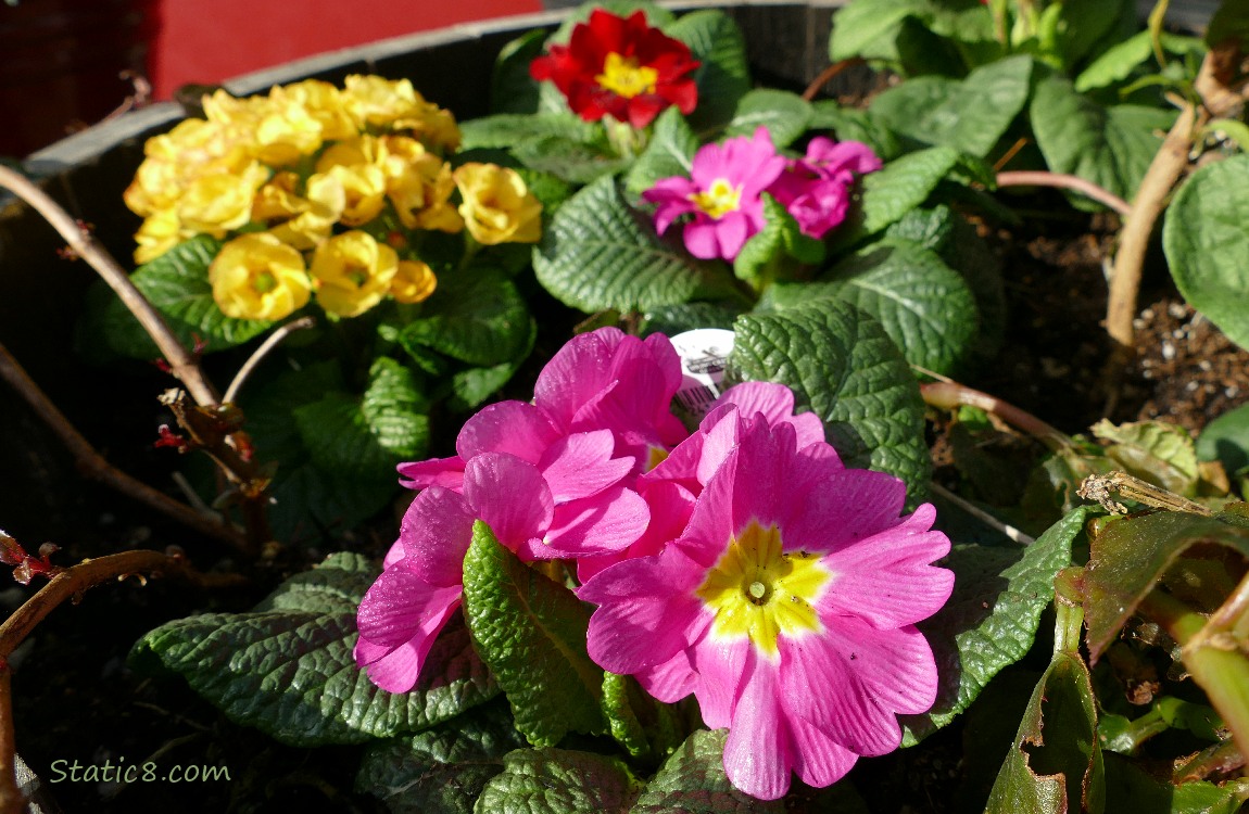 Pink and yellow Primrose blooms