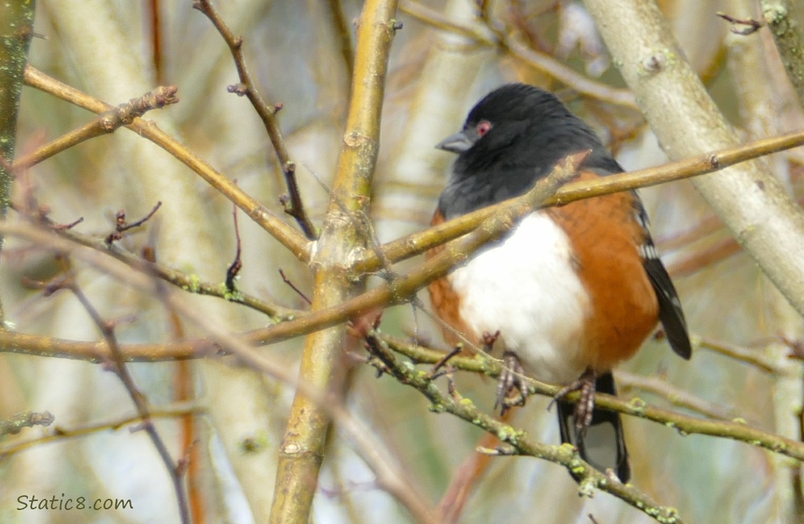 Spotted Towhee standing in twigs, looking away