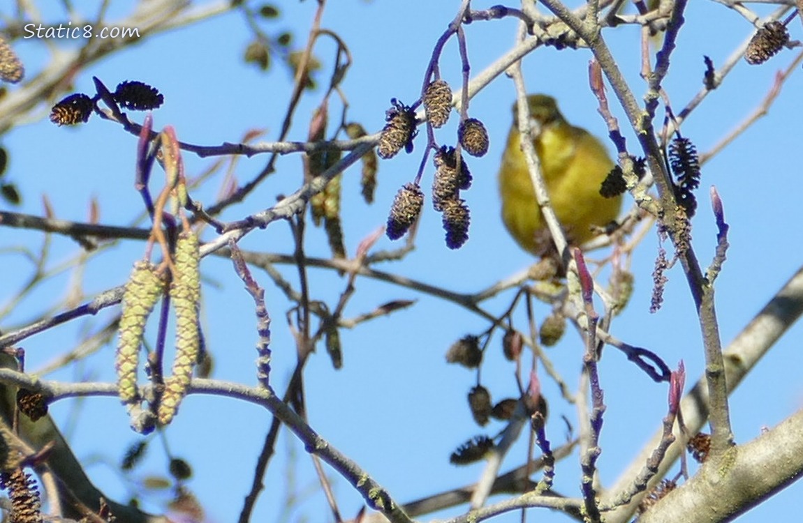 Blurry Goldfinch behind Alder catkins and last years cones