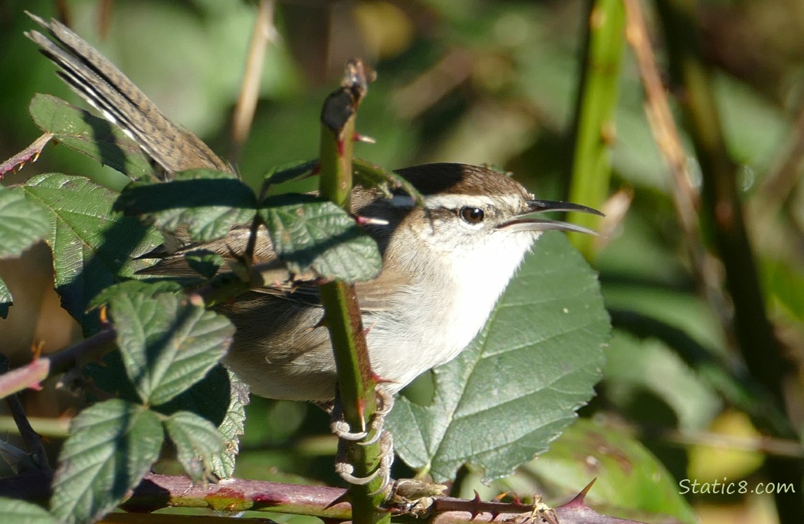 Bewick Wren standing on a thorny vine