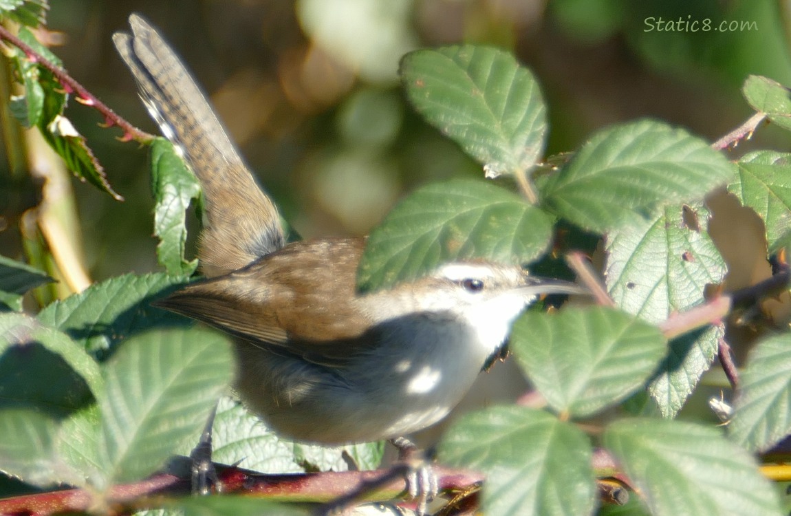 Bewick Wren surrounded by green leaves