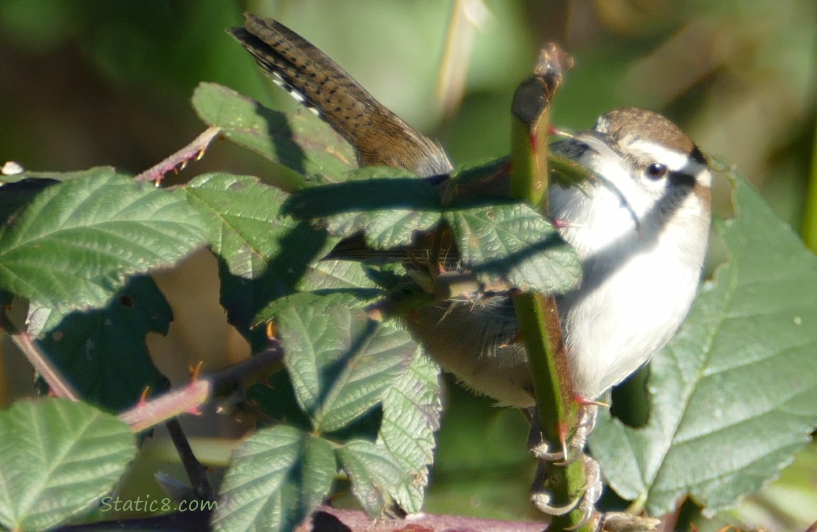 Bewick Wren looking from the thorny vine hes standing on