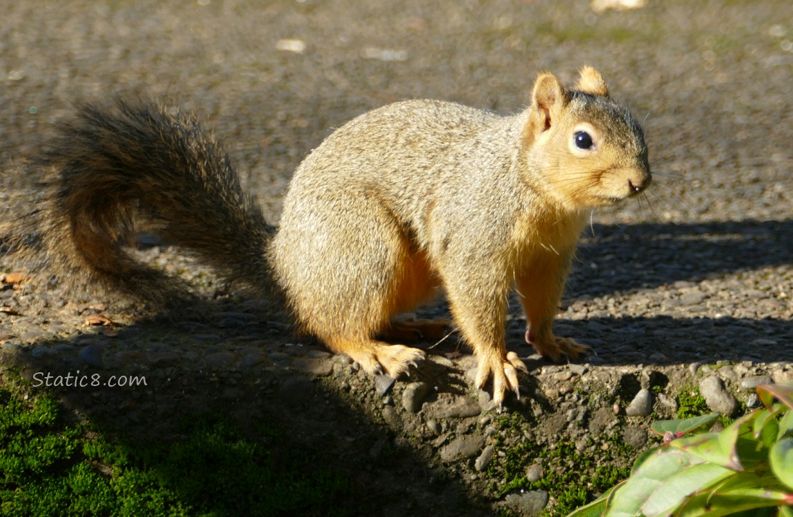 Squirrel sitting on the sidewalk