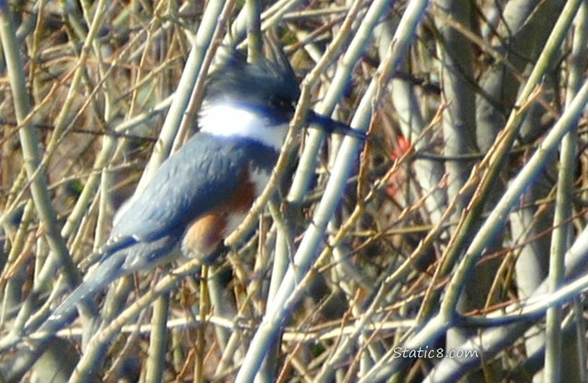 Female Kingfisher standing in winter bare twigs