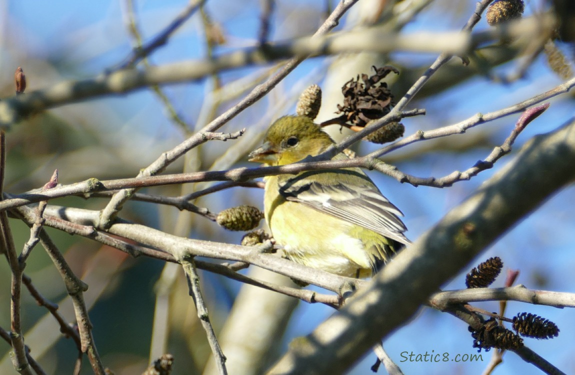 Lesser Goldfinch with Alder cones