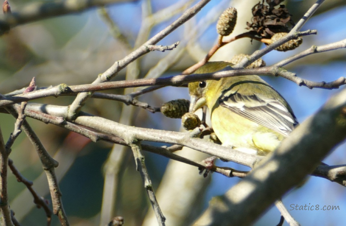 Lesser Goldfinch with Alder cones