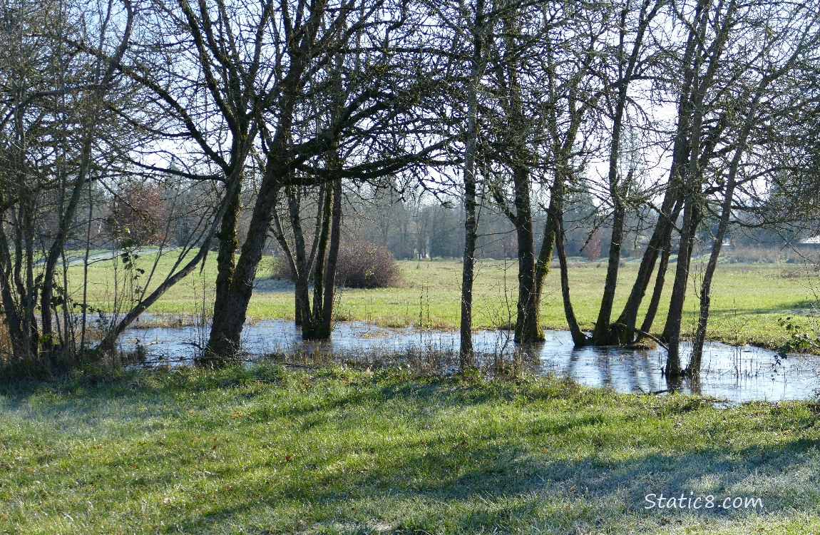 Puddle in the grass, under some trees