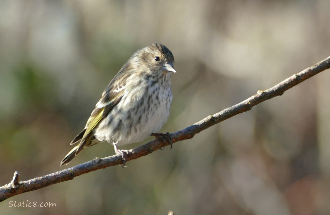 Pine Siskin standing on a twig