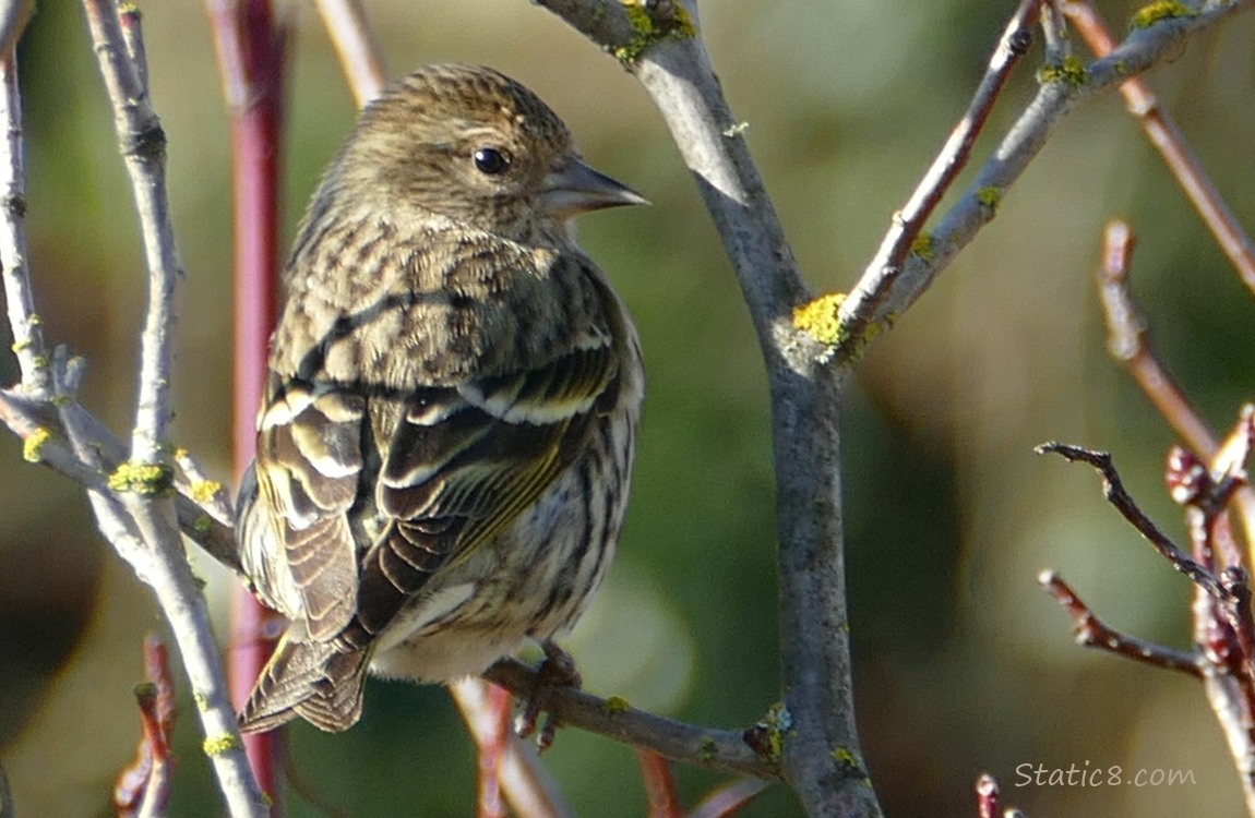 Pine Siskin standing in twigs