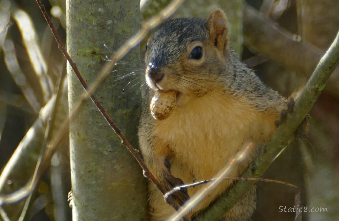 Squirrel holding a peanut in her mouth