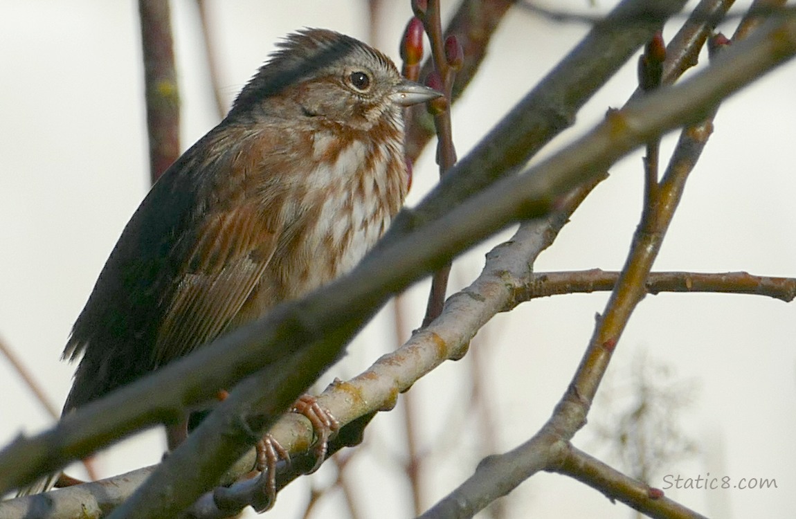 Song Sparrow standing in winter bare twigs