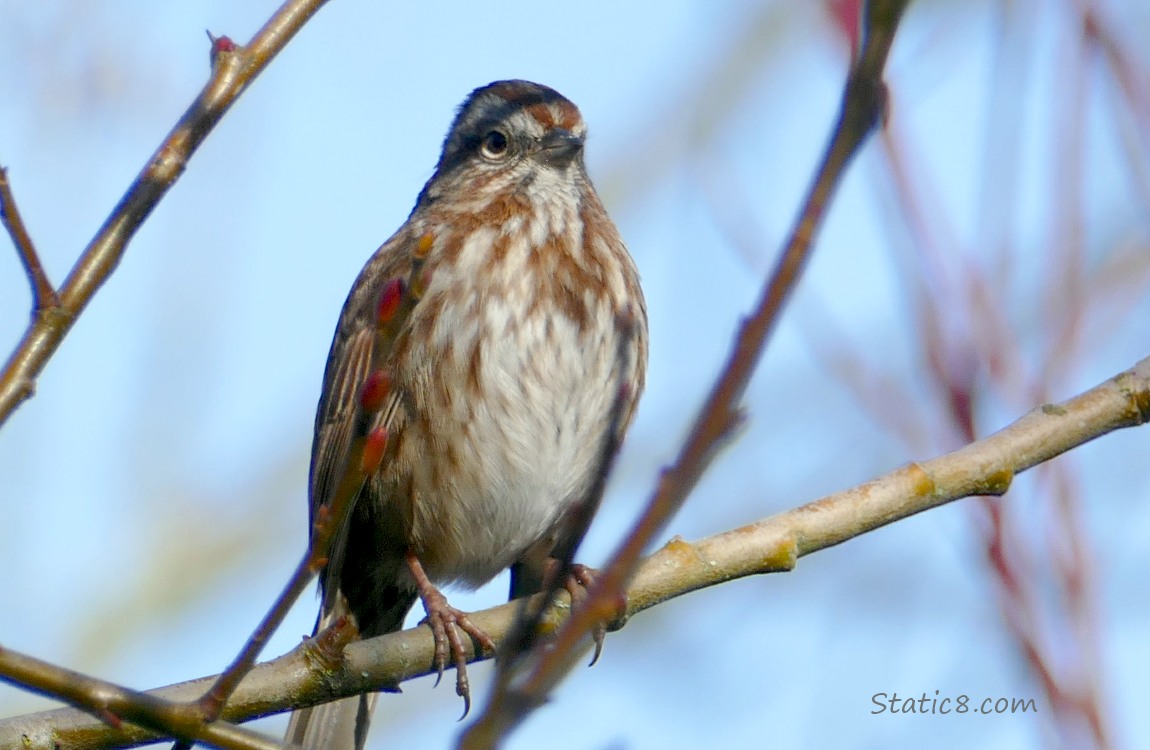 Song Sparrow standing on a twig with blue sky behind her