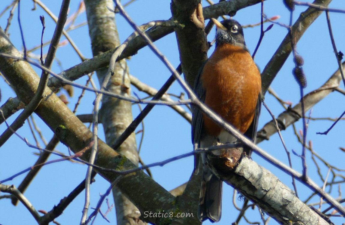 American Robin standing in a winter bare tree with blue sky behind