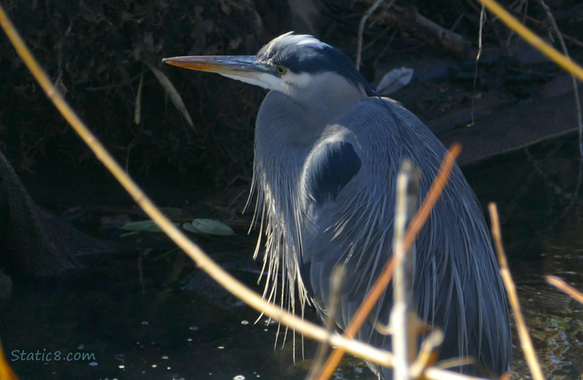 Great Blue Heron at the bank of the creek