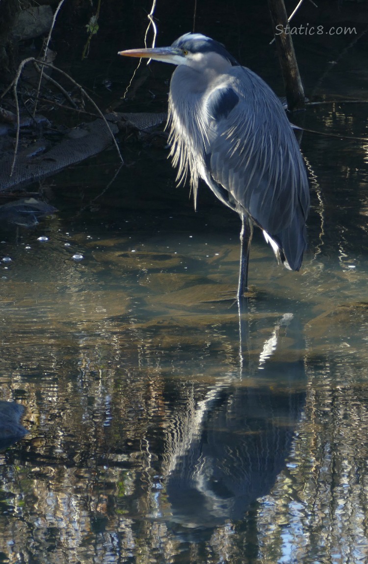 Great Blue Heron standing in shallow water with reflections