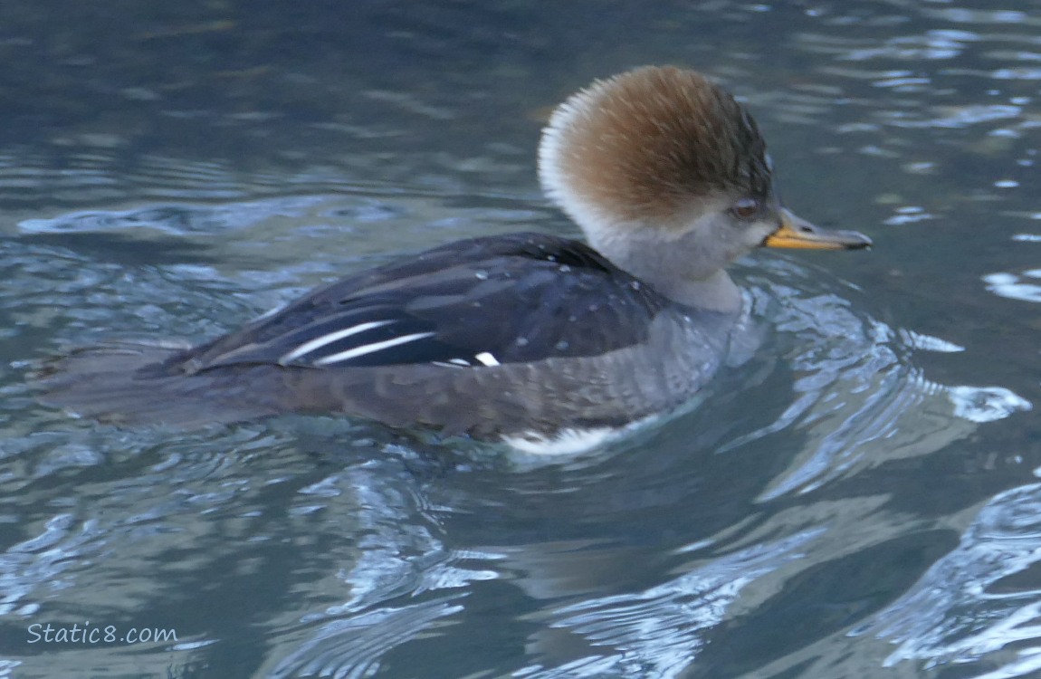 Female Hooded Merganser paddling on the water