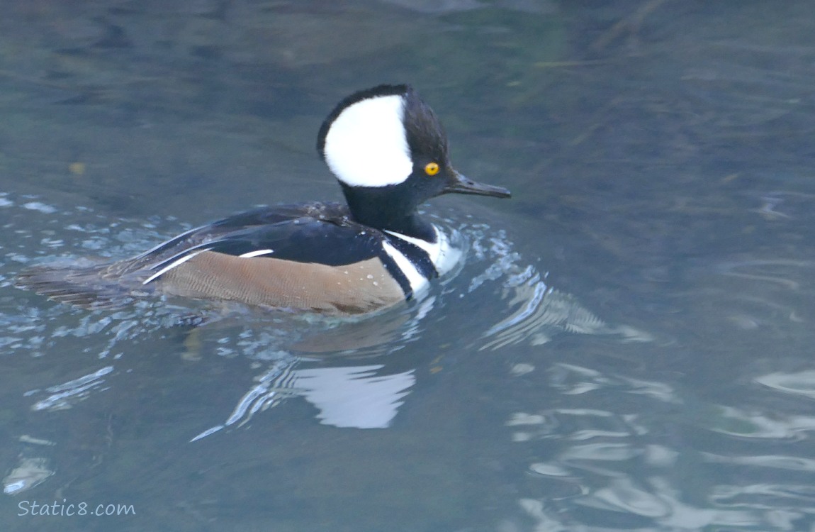 Male Hooded Merganser paddling on the water