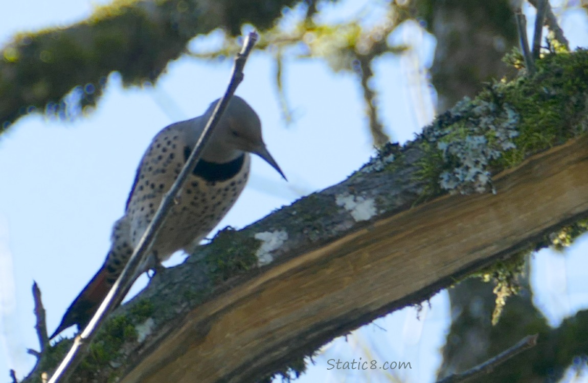 Flicker looking at a broken branch