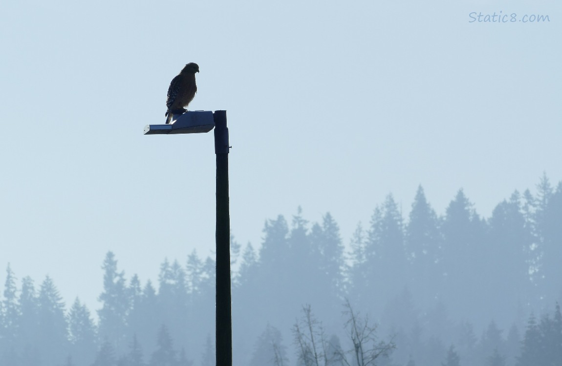 Red Shoulder Hawk standing on a street lamp with foggy Douglas firs in the distance