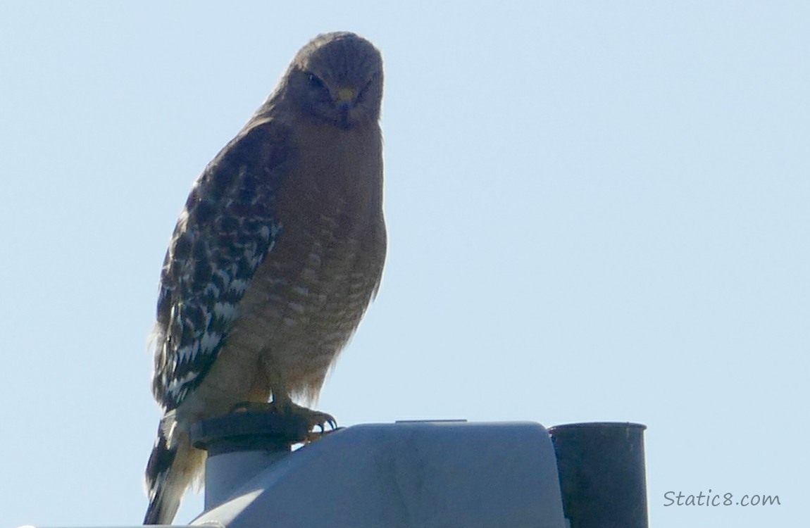 Red Shoulder Hawk standing on a street lamp