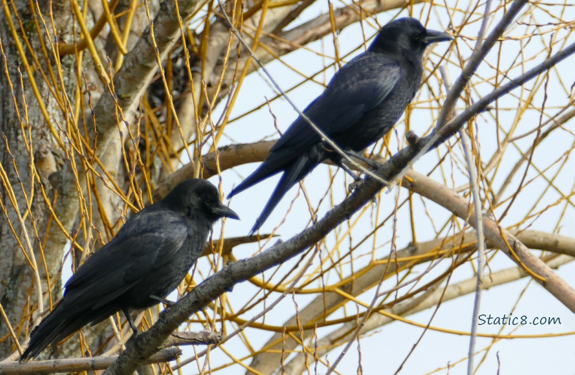 Two American Crows standing on a branch, in a winter bare tree