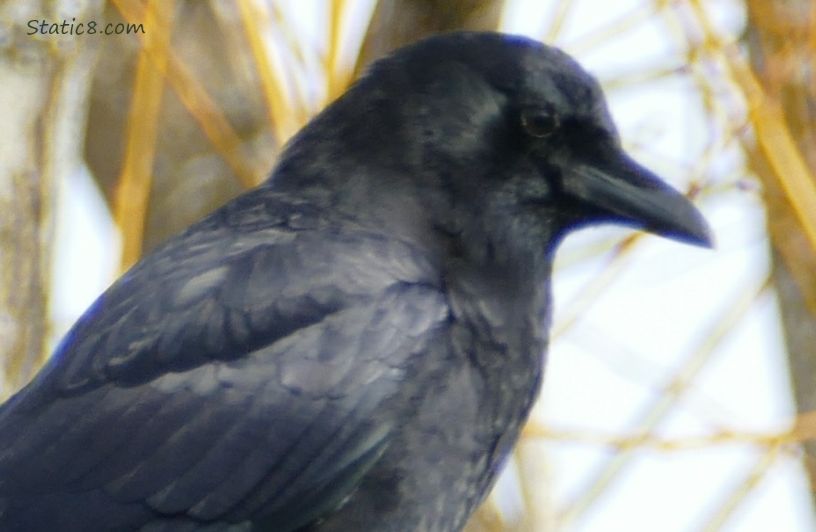 Close up of a Crows face