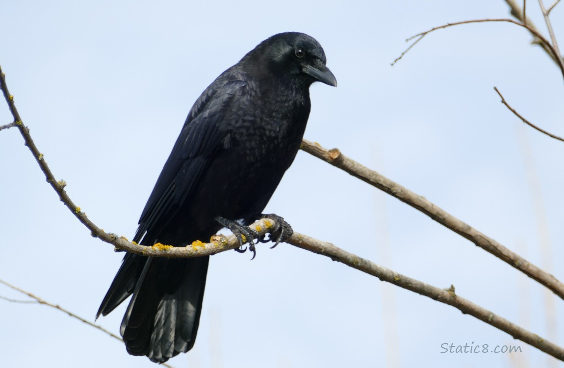 American Crow standing on a twig, pale blue sky behind