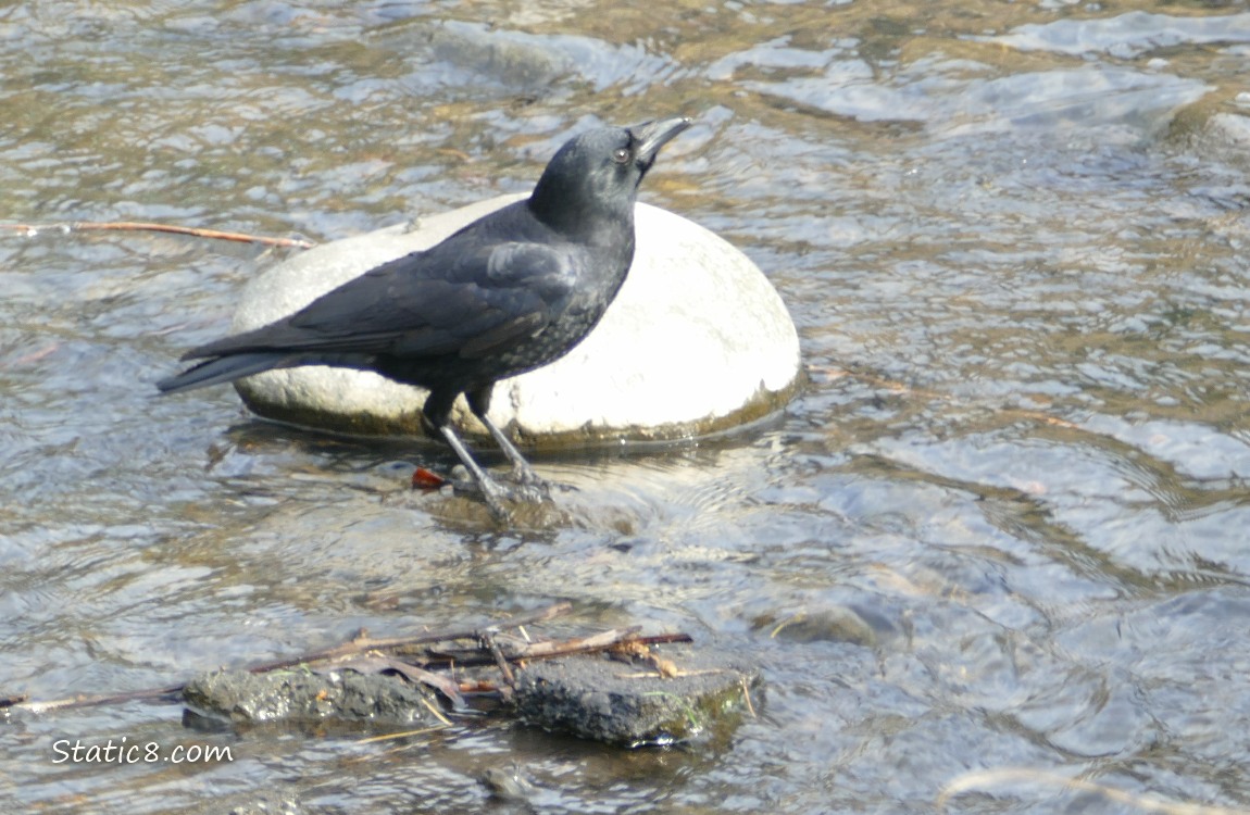 American Crow standing in shallow water near a rock in the creek