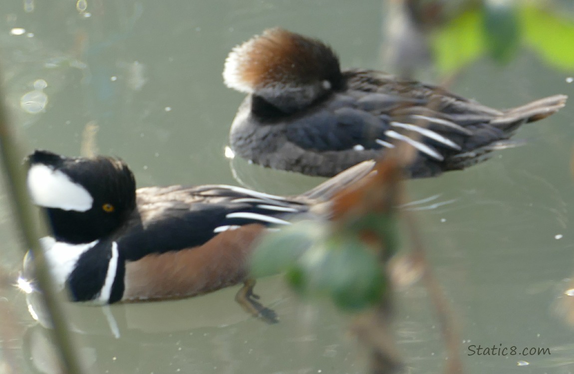 Hooded Mergansers taking naps on the water