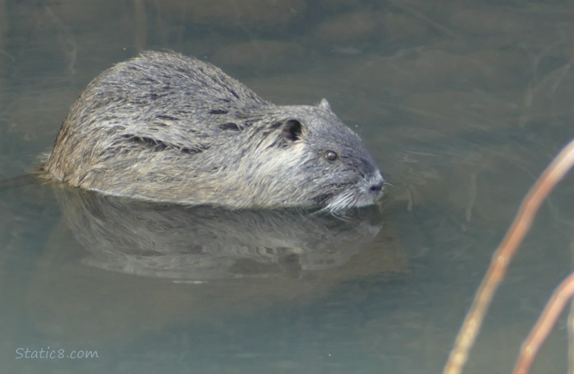 Nutria standing in the water