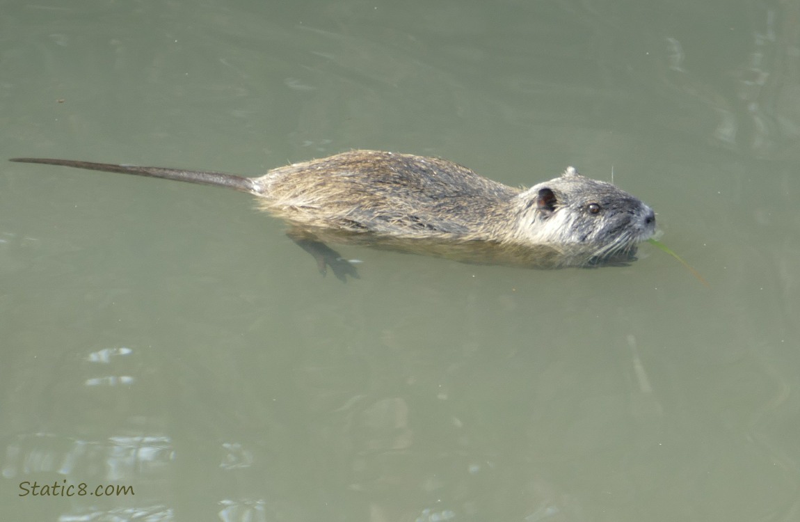 Nutria in the water