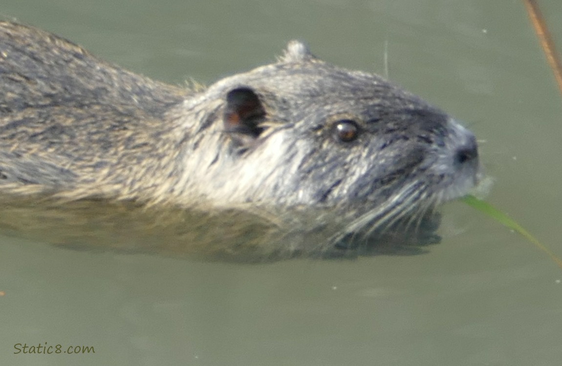 Close up of Nutria in the water, holding a stalk of grass in her mouth