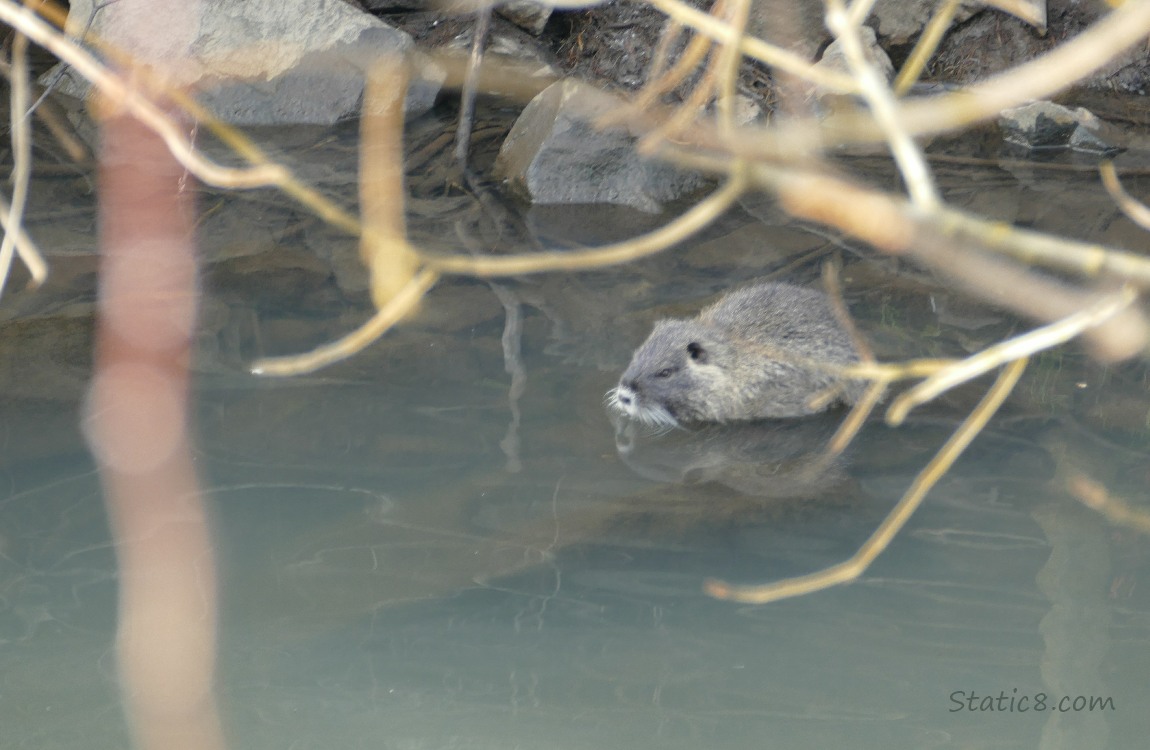 Nutria standing in water