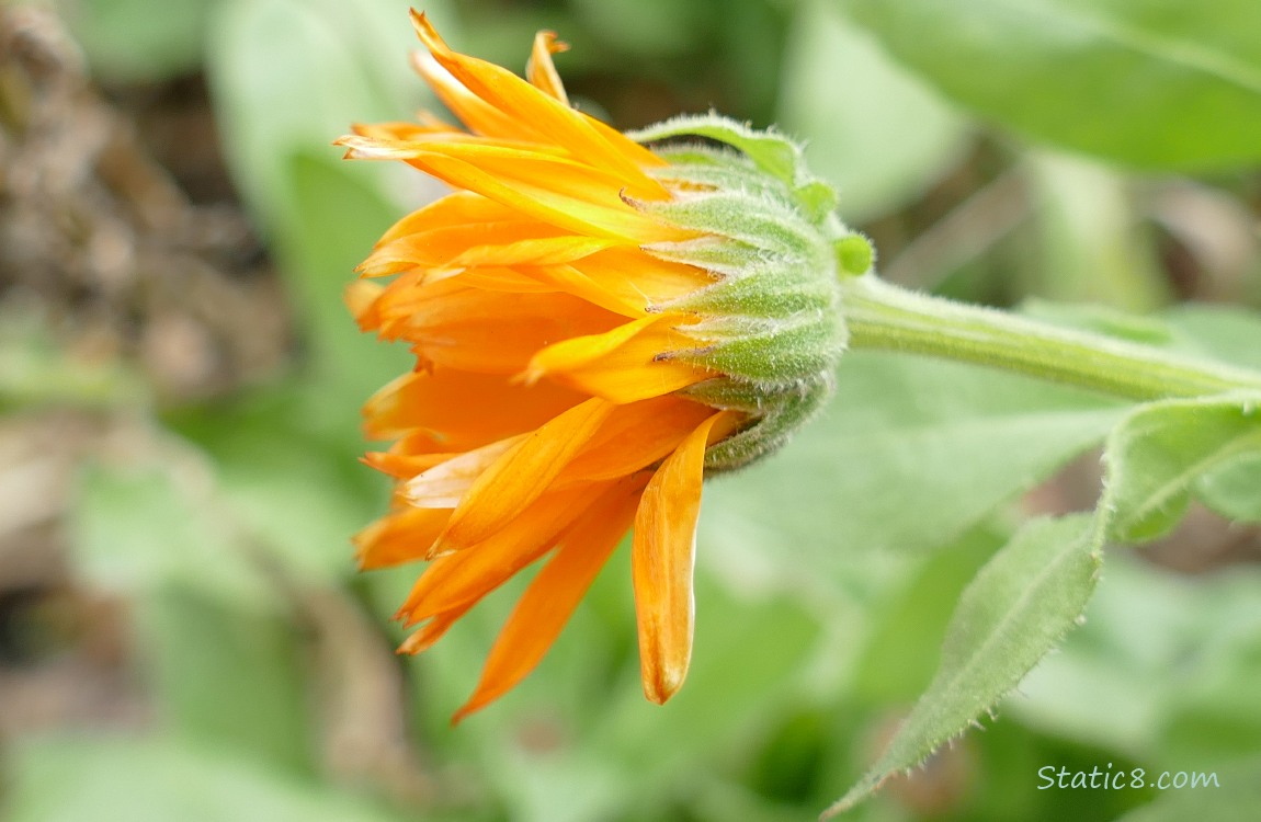 close up of an orange Calendula bloom