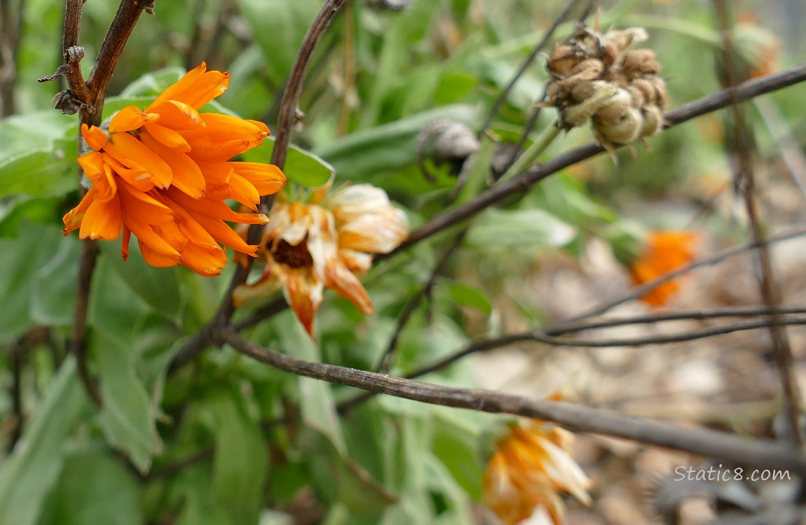 Orange Calendula blooms