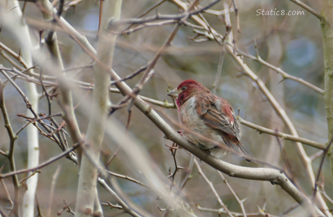 Finch in a winter bare tree