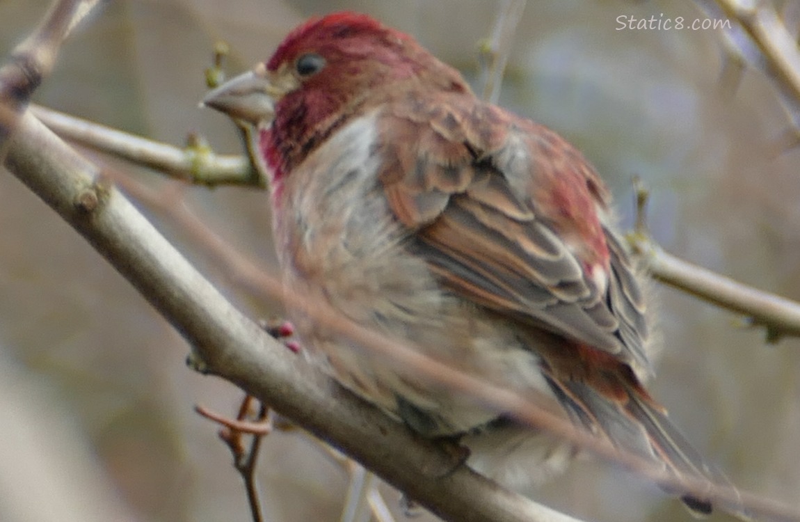 Finch in a winter bare tree