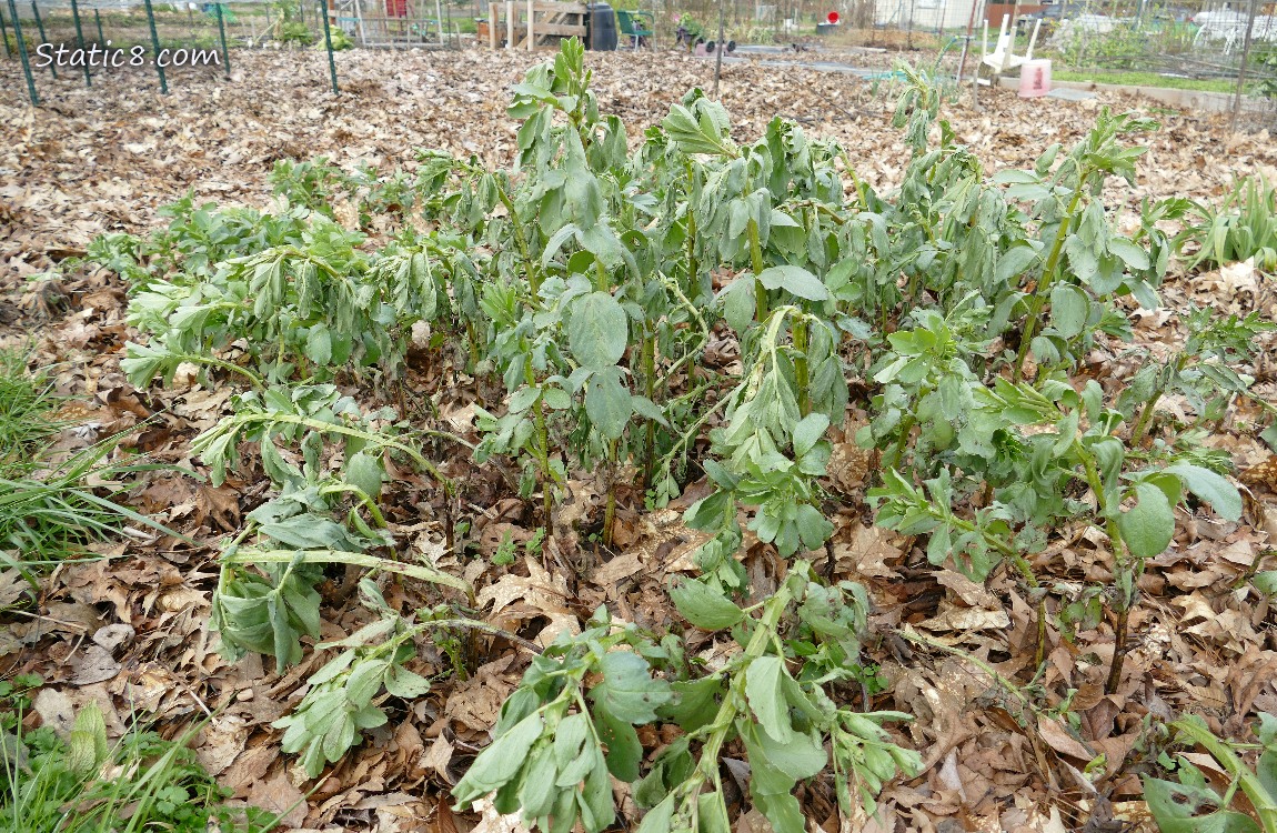 Droopy Fava in a mulched garden plot