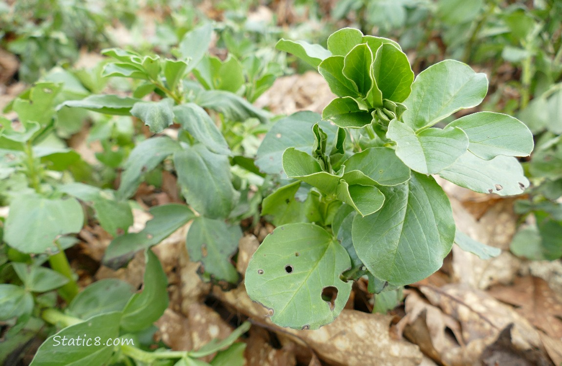 Fava plants