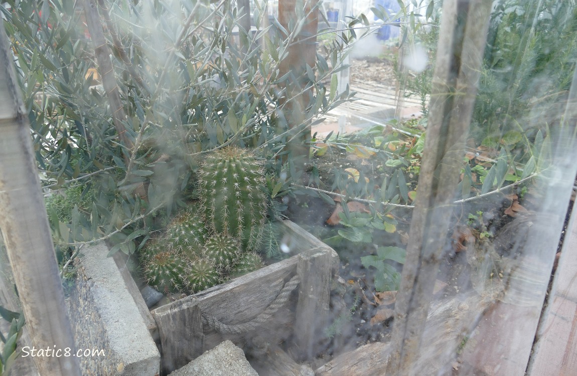 Greenhouse with cacti in it