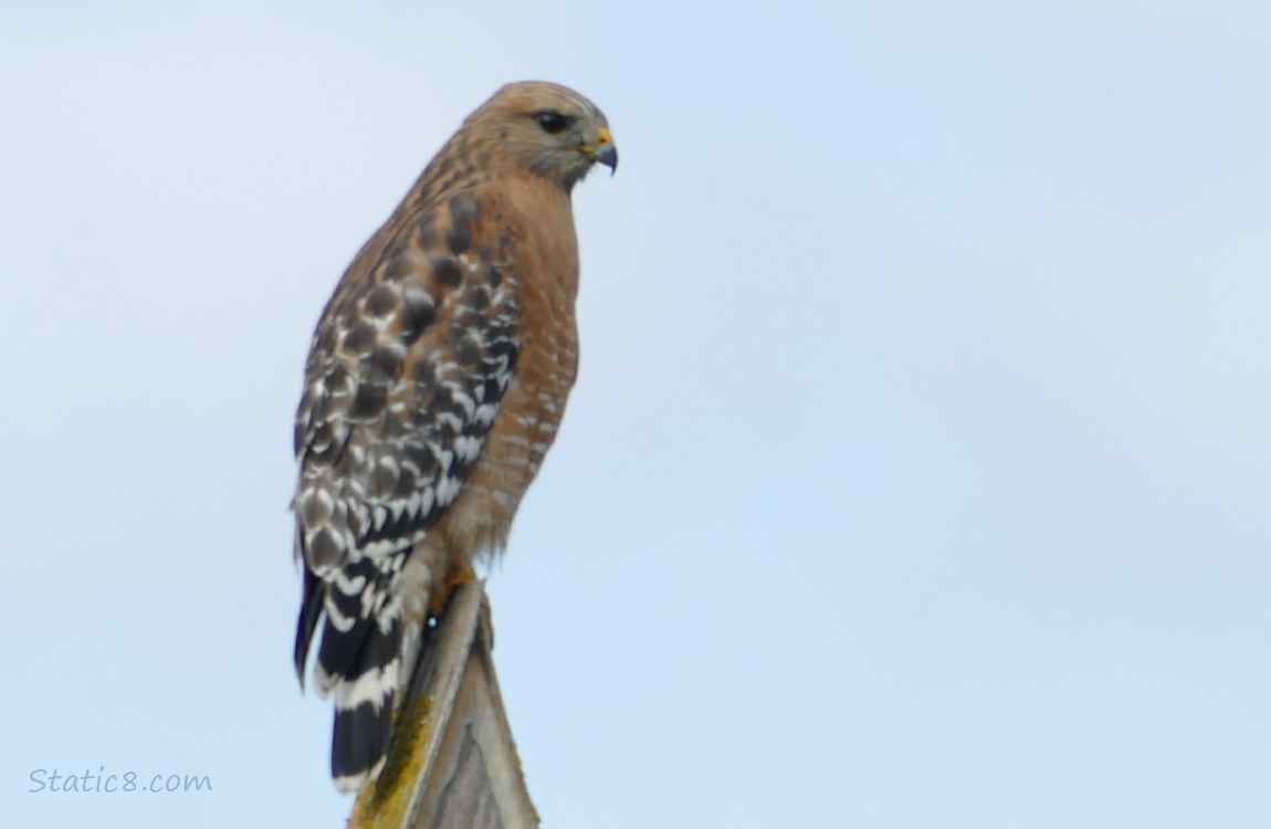 Red Shoulder Hawk standing on a wood nesting box