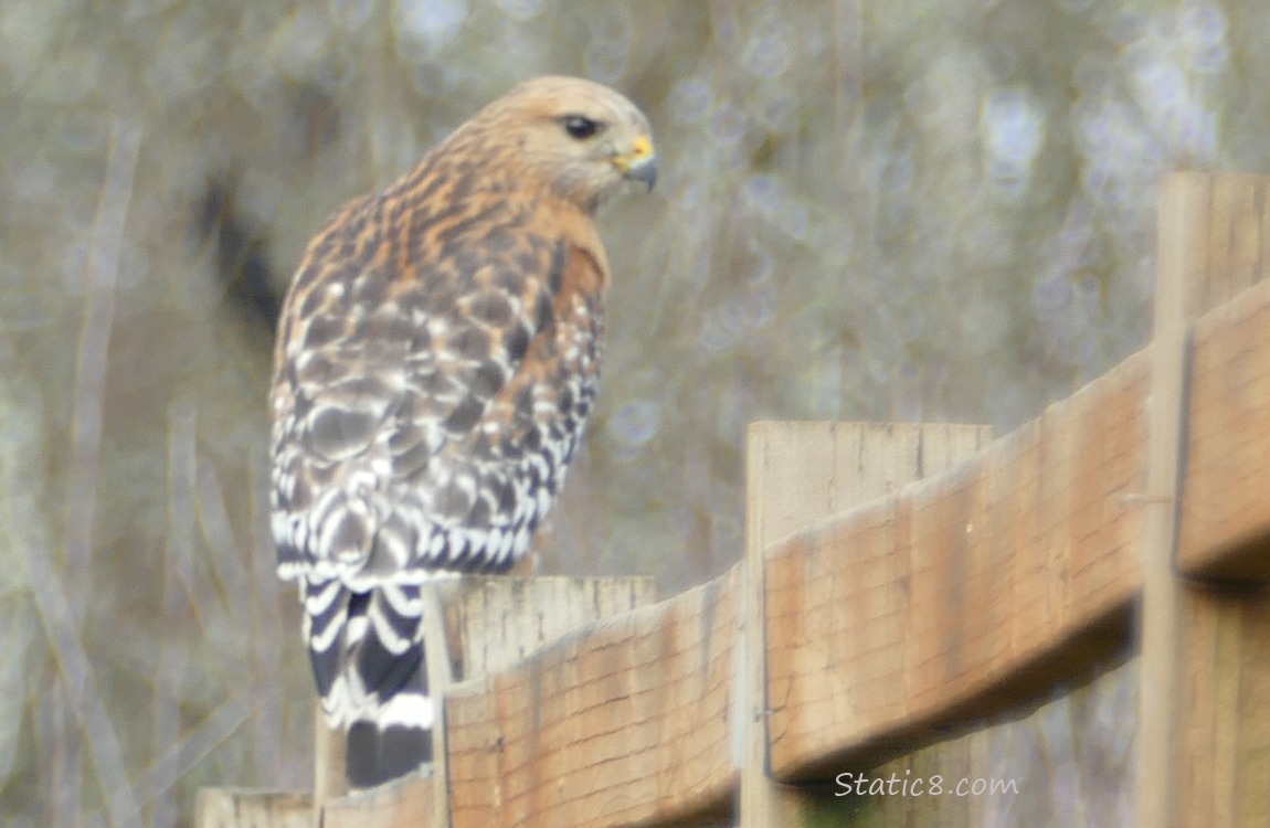 Red Shoulder Hawk standing on a wood fence